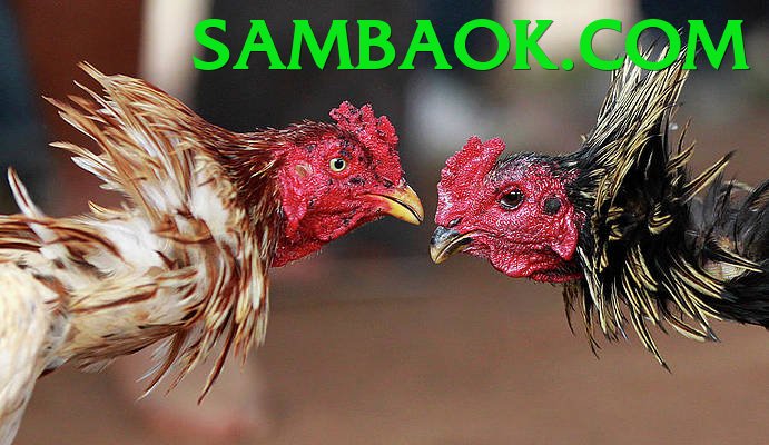 Đá Gà Trực Tiếp - Trải nghiệm tuyệt vời - Game 2D